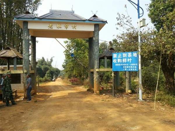 上万元一公斤的<a href=http://m.86puer.com/puer/laobanzhang/ target=_blank class=infotextkey>老班章</a>,是通过这样的路去收的